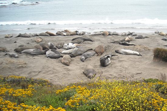 Sea lions