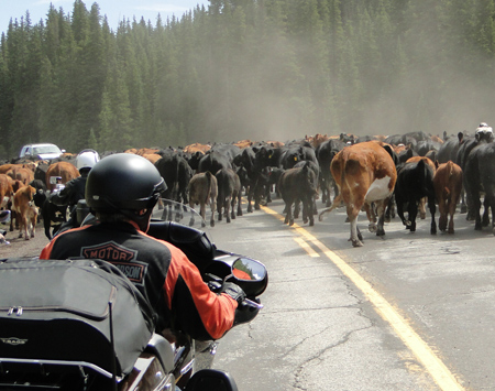 Cattle herd Cumbres Pass